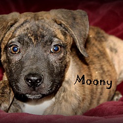 Thumbnail photo of Moony ~ meet me! #1