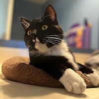 adopt a pet