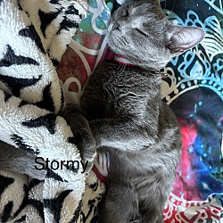 Photo of Stormy