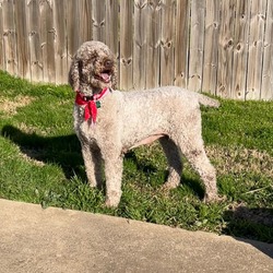 Photo of Coco (Dallas)