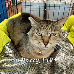 Thumbnail photo of Harry #FIV-Pos #3