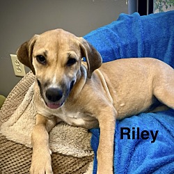 Thumbnail photo of Riley - sister to Rue #2