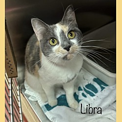 Thumbnail photo of LIBRA #1