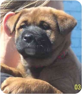 akita rottweiler mix dog