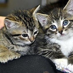 Thumbnail photo of Polydactyl kittens #4