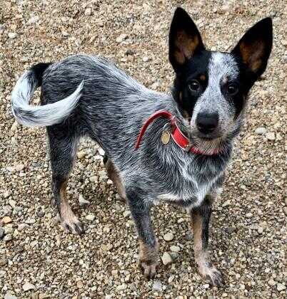 Adopt Violet a Black Australian Cattle Dog / Mixed dog in Columbus ...