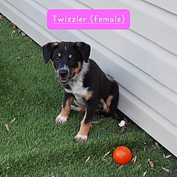 Photo of Twizzler