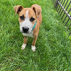 Photo of Penny