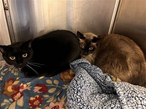 Virginia Beach, VA - Domestic Shorthair. Meet 2401-0533+0534 Hank+Gus ...