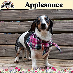 Photo of Applesauce