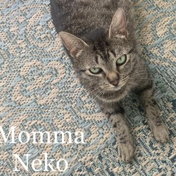 Photo of Mama Neko