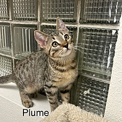 Thumbnail photo of Plume #1