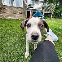 adopt a pet