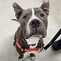 adopt a pet