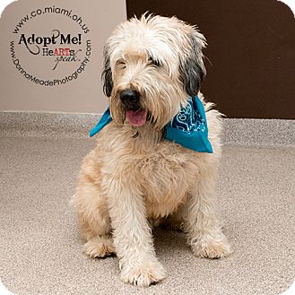 wheaten terrier rescue ohio wheaten terrier rescue ohio