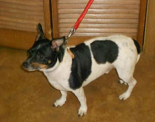 maxwell rat terriers