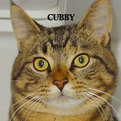 Thumbnail photo of CUBBY--SWEET YOUNG--PLAYFUL #4