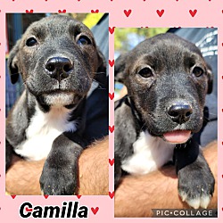 Thumbnail photo of Camilla #1