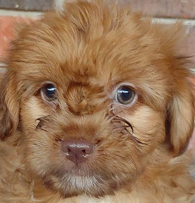 Upper Saddle River, NJ - Dachshund/Shih Tzu. Meet Wiggles a Pet for