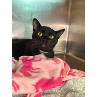 adopt-pet