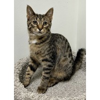 adopt-pet