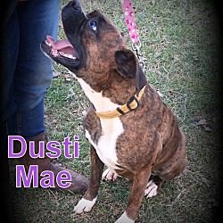 Thumbnail photo of Dusti Mae #4