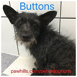 Thumbnail photo of Buttons #2