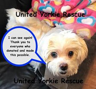 St Augustine Fl Maltese Meet Lola A Pet For Adoption
