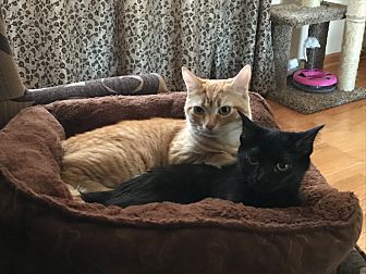 b and m cat bed