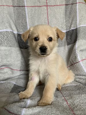Fort Collins Co Golden Retriever Meet Bagel A Pet For Adoption