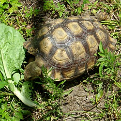 Thumbnail photo of Sulcata Tortoise #3