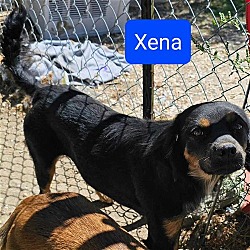 Photo of Xena