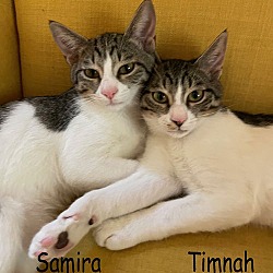 Thumbnail photo of Timnah (& Samira) bonded #3