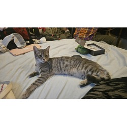 Thumbnail photo of 2 Male Grey Tabby kittens #2