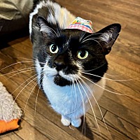adopt a pet