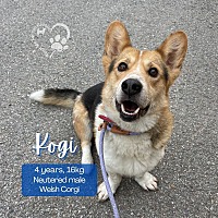 adopt-pet