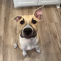 adopt a pet