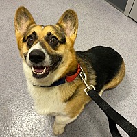 adopt a pet