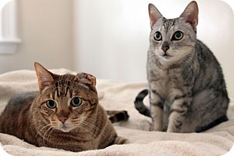 ocicat adoption