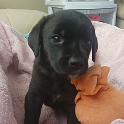 Woodbridge Va Labrador Retriever Meet Jessica Jones A Pet For Adoption