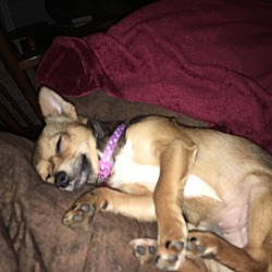 Thumbnail photo of Trixie (adoption pending) #4