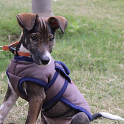 Thumbnail photo of Noori-Indian Pariah pup #2