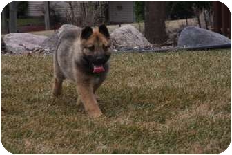 Bloomington Mn German Shepherd Dog Meet Magnum A Pet For Adoption