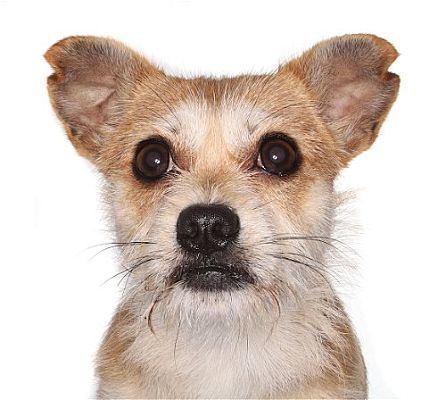 oakland park, FL - Terrier (Unknown Type, Medium)/Chihuahua. Meet ...