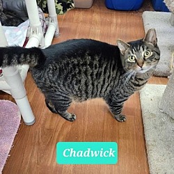 Thumbnail photo of Chadwick #1