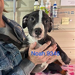 Thumbnail photo of D pup- Noah #4