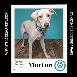 Thumbnail photo of Morton (Cartoon Cuties) 080324 #3