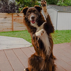 Thumbnail photo of Juno - chocolate Border Collie #4