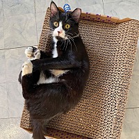 adopt a pet