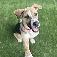 adopt a pet